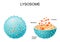 Lysosome. appearance, exterior and interior view. Cross section and Anatomy of the Lysosome