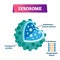 Lysosome cell organelle vector illustration labeled cross section diagram