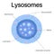 Lysosomes are organelles. Lysosomes in cell in organismà¹ƒ