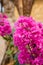 Lythraceae Lagerstroemia indica L. Beautiful pink flower