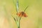 Lythria cruentaria resting in a field