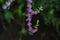 Lythrum anceps Loosestrife flowers.