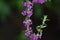 Lythrum anceps Loosestrife flowers.