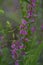 Lythrum anceps Loosestrife flowers.