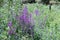 Lythrum anceps  Loosestrife  flowers.