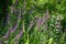 Lythrum anceps ( Loosestrife ) flowers.