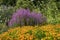 Lythrum `Dropmore Purple`, Helenium `Sahin`s Early Flowerer`, Cephalaria gigantea