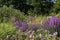 Lythrum `Dropmore Purple`, Helenium `Sahin`s Early Flowerer`, Cephalaria gigantea