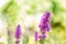 Lythrum salicaria flower blooming, common names are purple loosestrife, spiked loosestrife, or purple lythrum