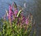 Lythrum salicaria flower blooming, common names are purple loosestrife, spiked loosestrife, or purple lythrum