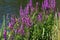 Lythrum salicaria flower blooming, common names are purple loosestrife, spiked loosestrife, or purple lythrum