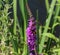 Lythrum salicaria flower blooming, common names are purple loosestrife, spiked loosestrife, or purple lythrum