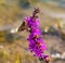 Lythrum salicaria, or purple loosestrife, with Corn Earworm Moth or Helicoverpa zea.