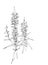 Lythrum salicaria, or purple loosestrife flowers, graphic black and white linear pattern, botanical sketch isolated on a white