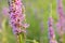 Lythrum salicaria, purple loosestrife flowers macro selective focus