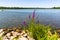 Lythrum salicaria, or purple loosestrife on the shores of Ed Zorinsky Lake