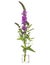 Lythrum salicaria purple loosestrife or spiked loosestrife in a glass vessel on a white background