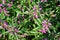 Lythrum salicaria purple loosestrife, spiked loosestrife, purple lythrum blooming flower, natural background