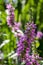 Lythrum salicaria purple wild loosestrife flower in bloom