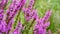 Lythrum salicaria wildflower blooming