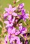 Lythrum Virgatum Flowers