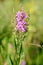 Lythrum Virgatum Flowers