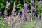 Lythrum virgatum - wild flowers