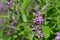 Lythrum virgatum - wild flowers