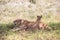 LÃ¶wenfamilie in Kenia, Savanne. kleine lÃ¶wenbabys auf einer wiese auf safari in der masai mara Tsavo.