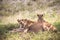 LÃ¶wenfamilie in Kenia, Savanne. kleine lÃ¶wenbabys auf einer wiese auf safari in der masai mara Tsavo.