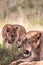 LÃ¶wenfamilie in Kenia, Savanne. kleine lÃ¶wenbabys auf einer wiese auf safari in der masai mara Tsavo.