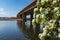 The M5 looms over the River Exe in Tospham, taken from underneath the motorway looking across the river and with a flowering bush