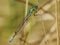 Maanwaterjuffer, Crescent Bluet, Coenagrion lunulatum