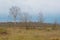 Maarjamae cliff with moss and bare trees