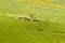 Maasai boma huts enclosure onBurr Marigold near Lake Magadi at Ngorongoro Crater in Tanzania, Africa