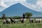 Maasai boy shepherd with flock of sheeps and Ol Doinyo Lengai on background. Maasailand, Engare Sero, Natron lake coast