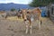 Maasai domestic livestock in a paddock