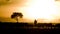 Maasai farmer moving is cattle at sunset, Maasai Mara, Kenya