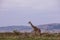 Maasai Giraffe On The Lookout On Savannah Grassland Near The Rough Road In The Maasai Mara National Game Reserve Park Rift valley