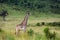 Maasai giraffe, Maasai Mara Game Reserve, Kenya