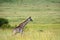 Maasai giraffe, Maasai Mara Game Reserve, Kenya