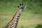 Maasai giraffe, Maasai Mara Game Reserve, Kenya