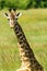 Maasai giraffe, Maasai Mara Game Reserve, Kenya