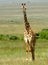 Maasai giraffe, Maasai Mara Game Reserve, Kenya