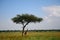 Maasai giraffe, Maasai Mara Game Reserve, Kenya