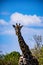 Maasai Giraffe Wildlife Animals Mammals at the savannah grassland wilderness hill shrubs great rift valley maasai mara national