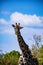 Maasai Giraffe Wildlife Animals Mammals at the savannah grassland wilderness hill shrubs great rift valley maasai mara national