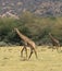 Maasai Giraffes