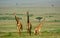 Maasai giraffes, Maasai Mara Game Reserve, Kenya