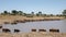 Maasai herdsmen bring their cattle to water near masai mara, kenya